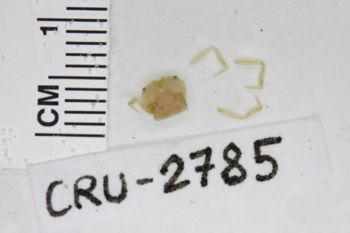 Media type: image;   Invertebrate Zoology CRU-2785 Description: Preserved specimen.;